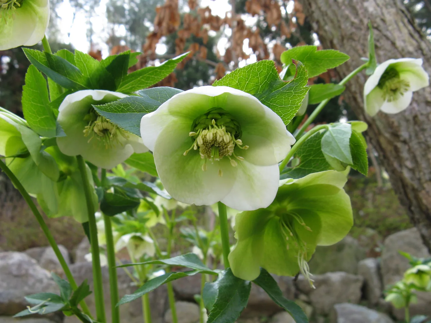Lenzrose