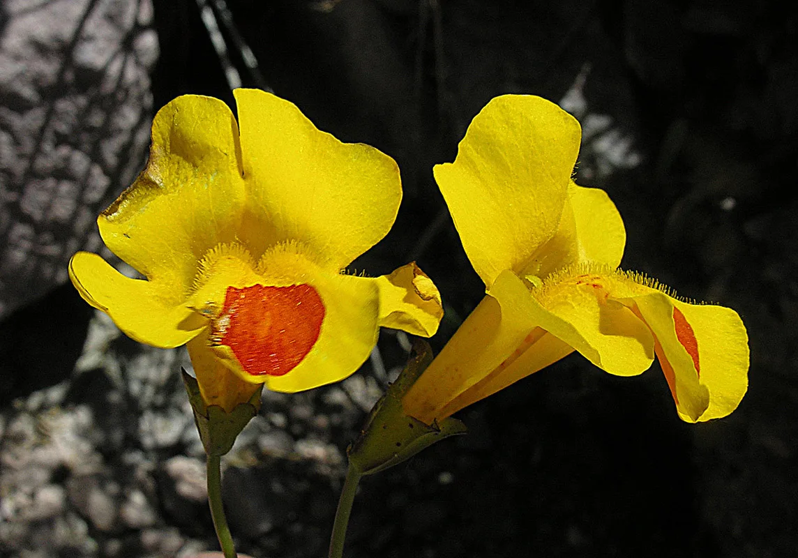 Gauklerblume