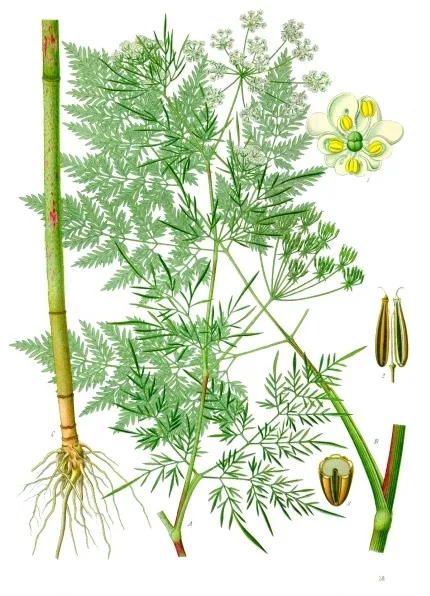 Kerbelrübe