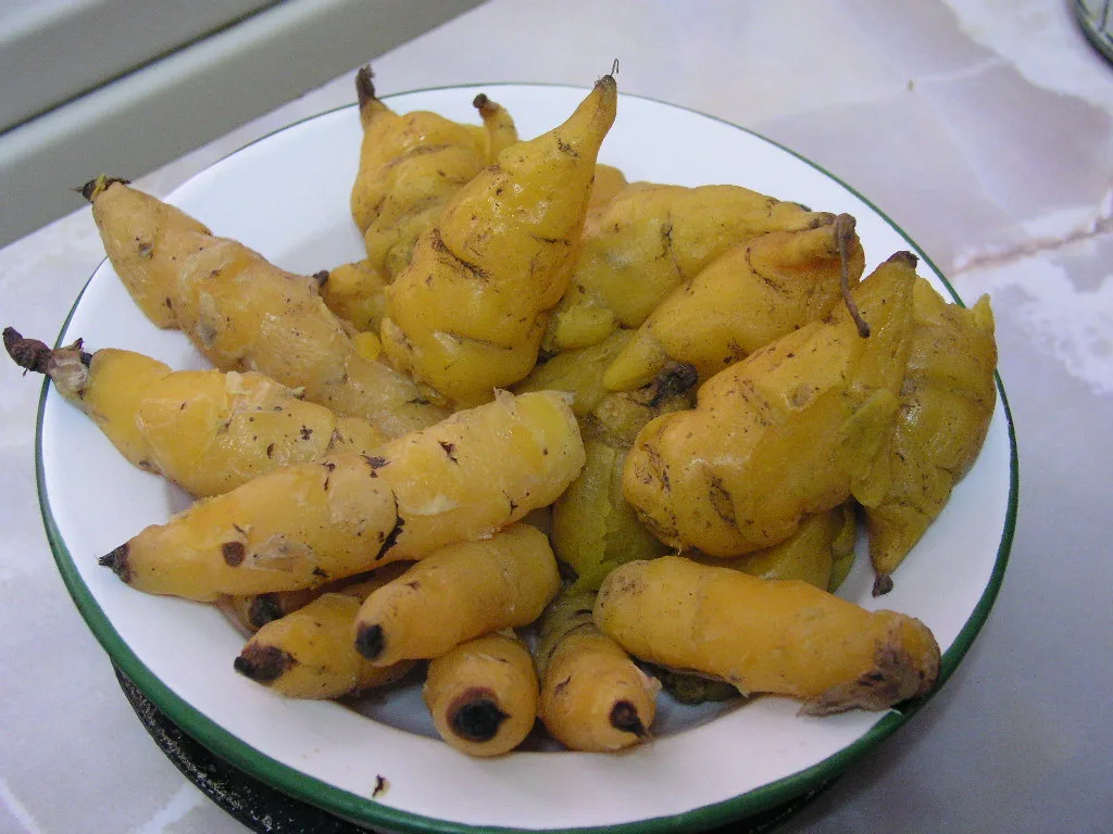 Mashua
