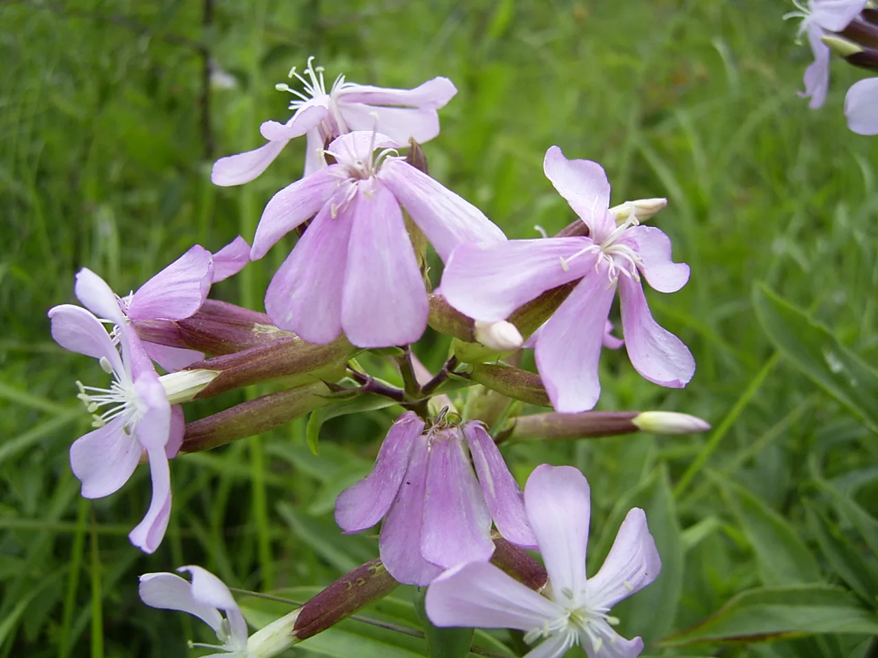Echtes Seifenkraut