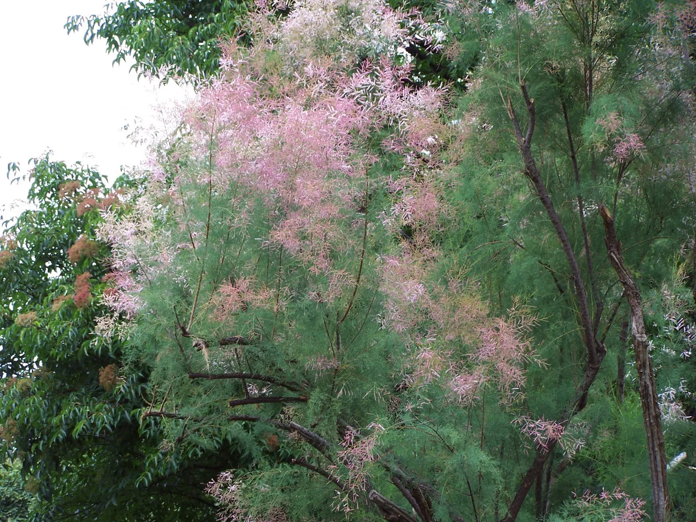 Tamariske