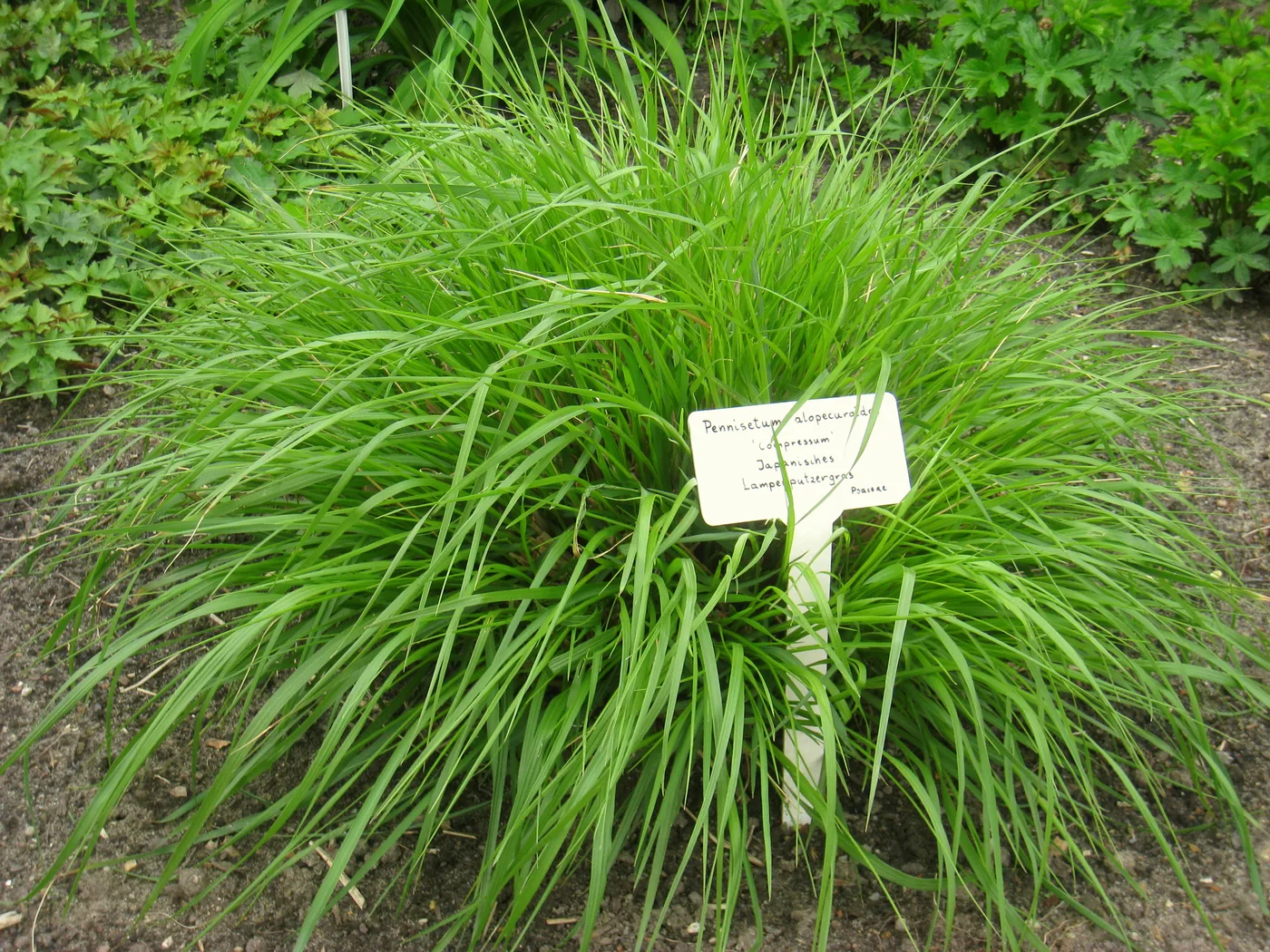 Lampenputzergras