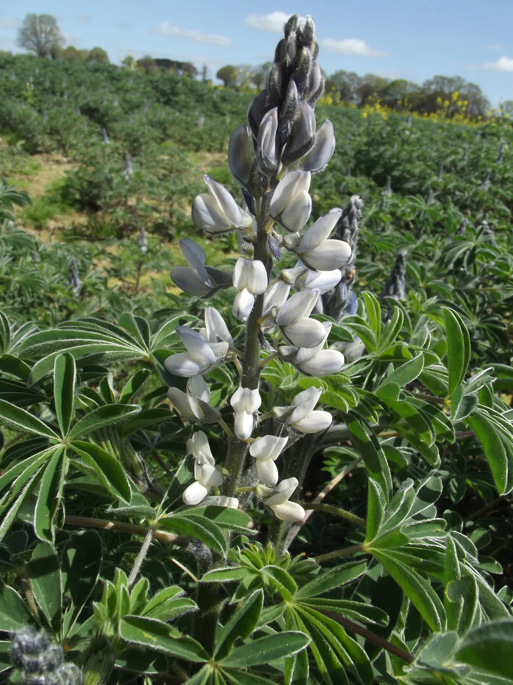 Süßlupine