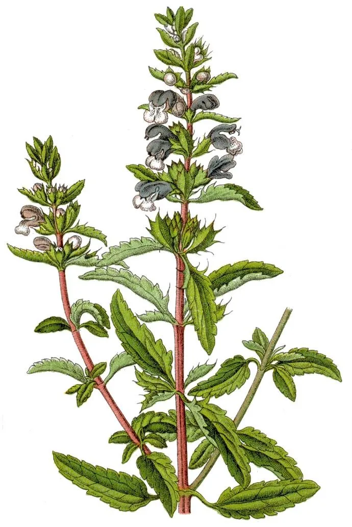 Türkischer Drachenkopf
