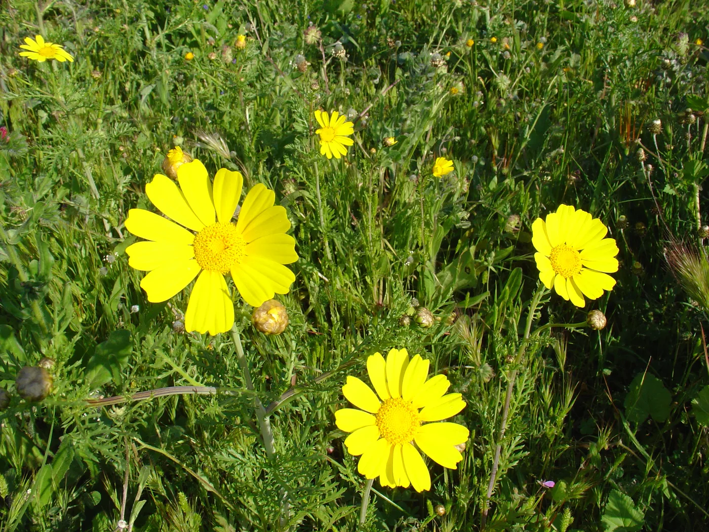 Salat-Chrysantheme