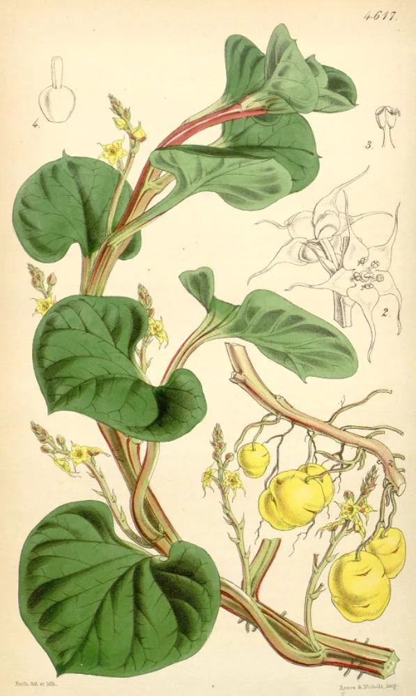 Ulluco