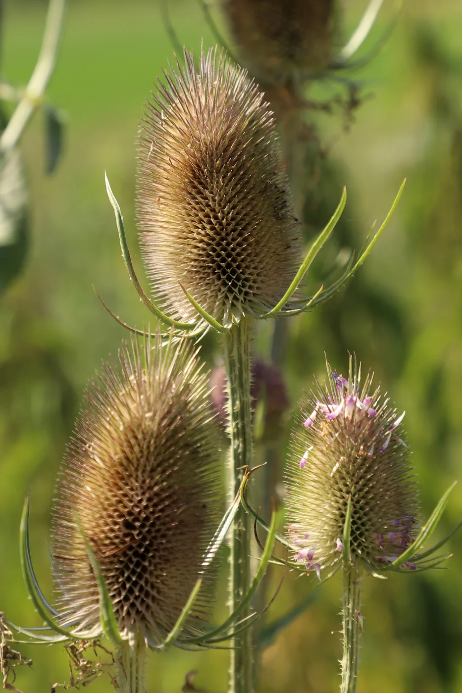 Wilde Karde