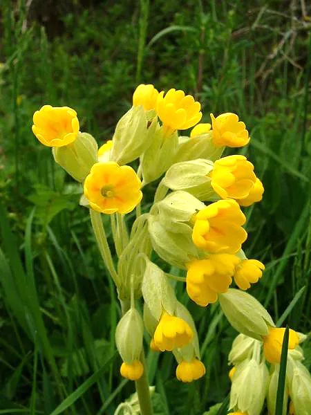 Echte Schlüsselblume