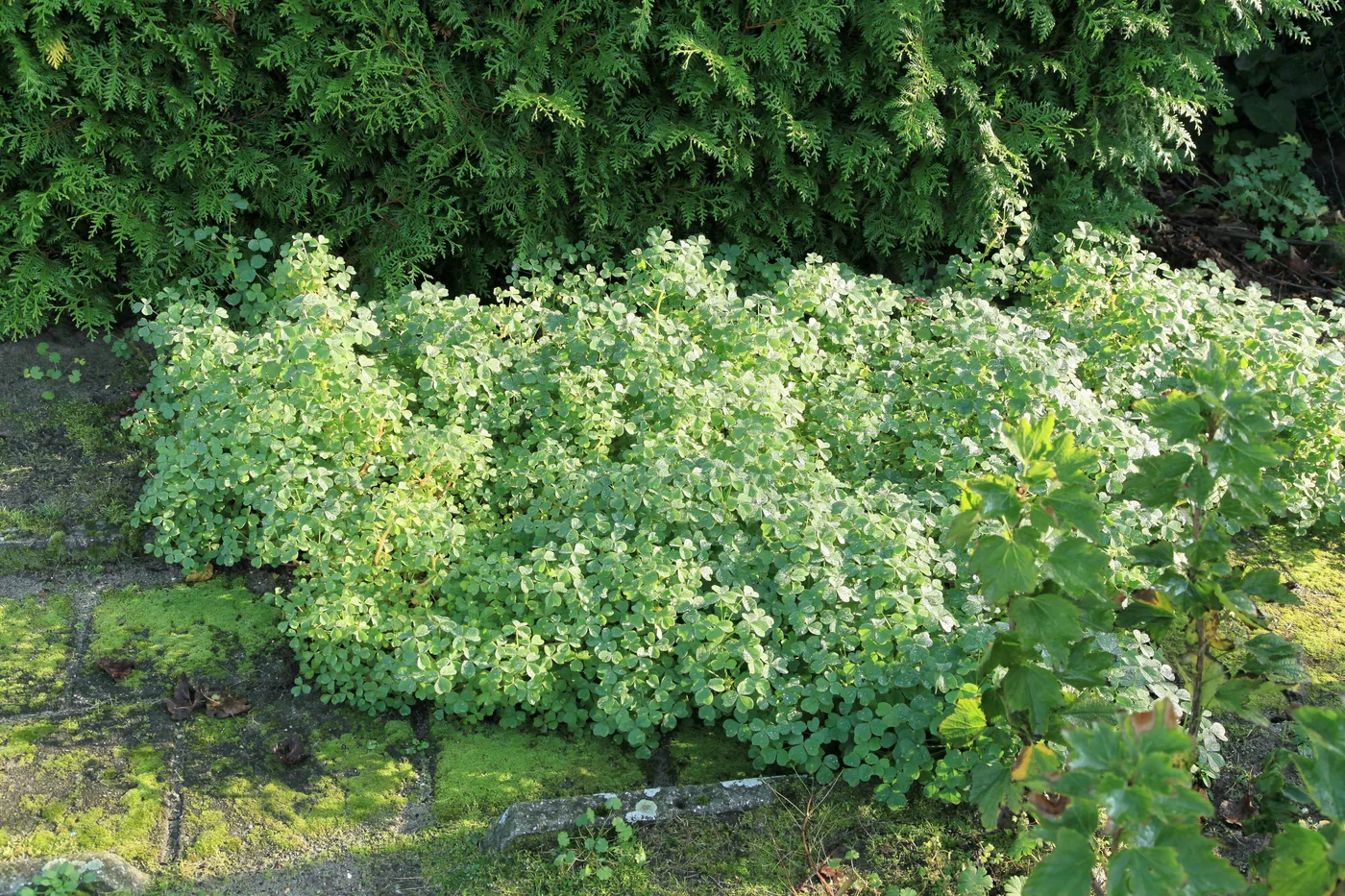 Oca