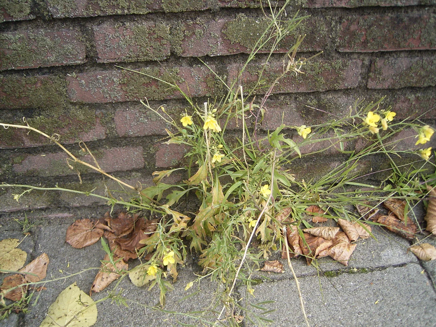 Wilde Rauke