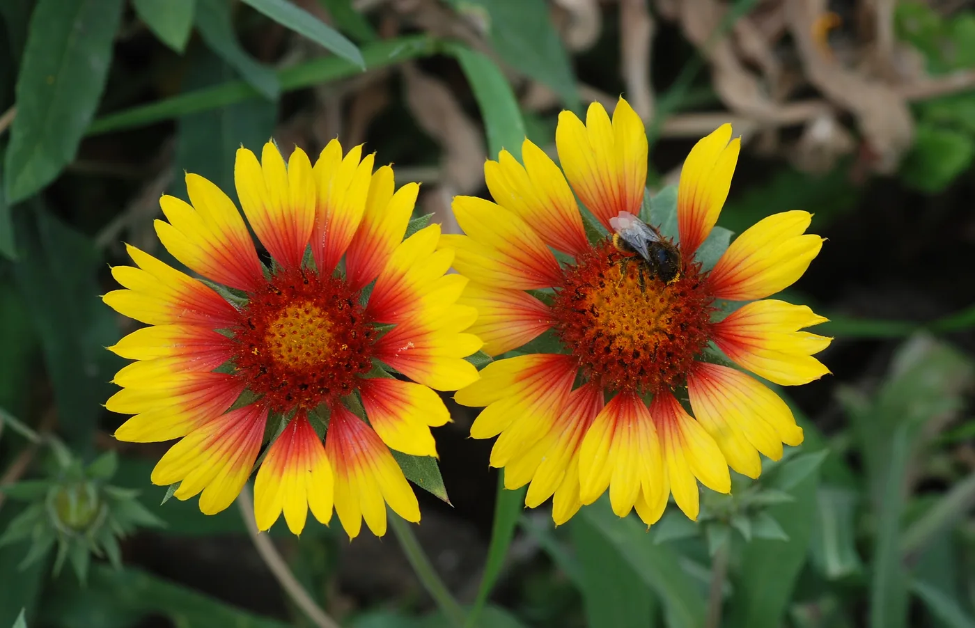 Kokardenblume