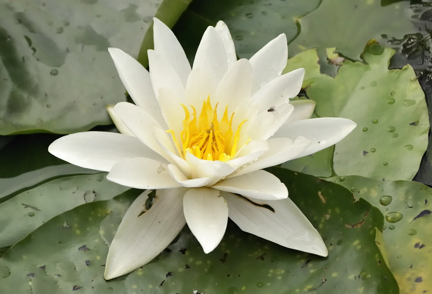 Weiße Seerose