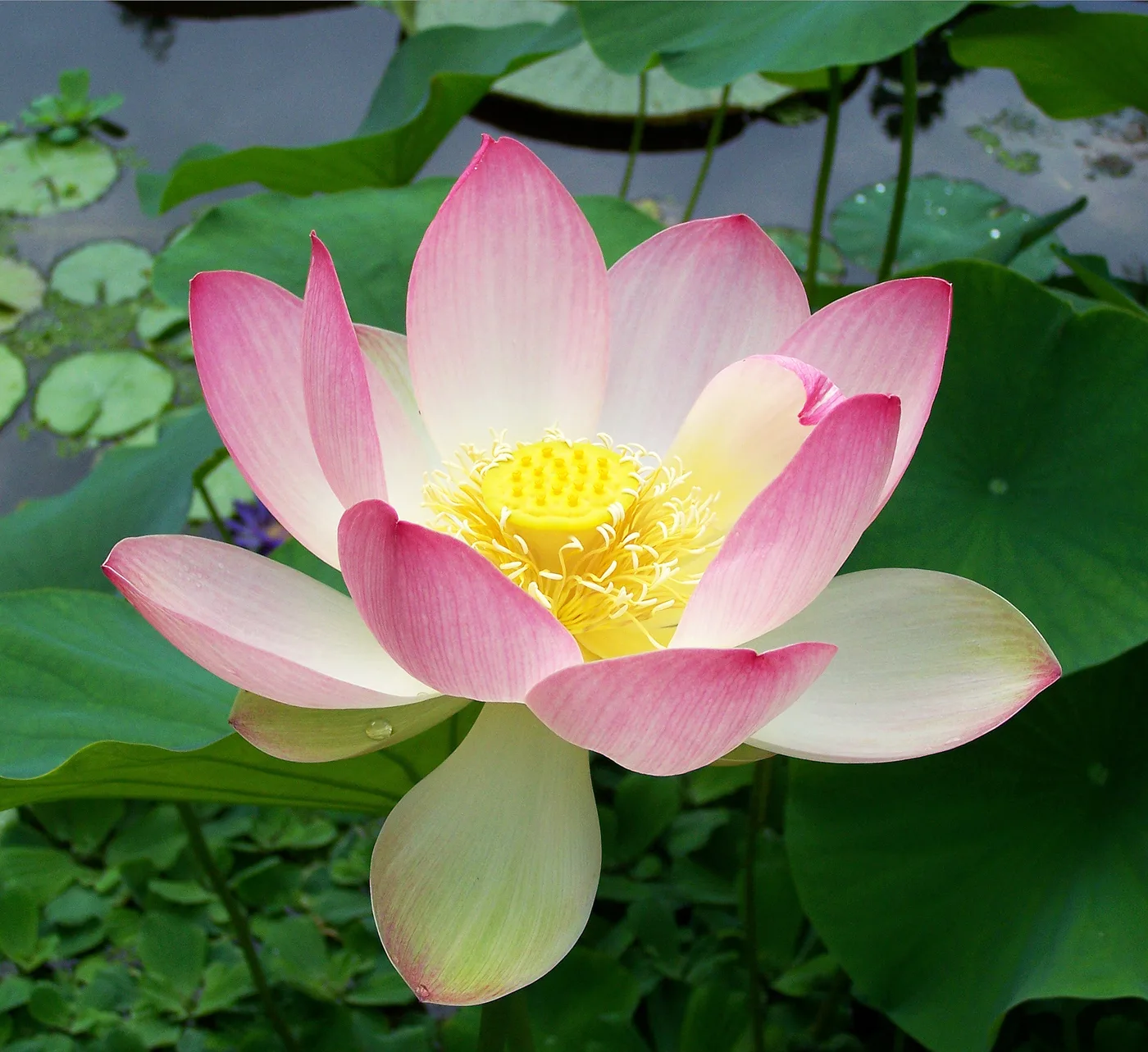Lotosblume