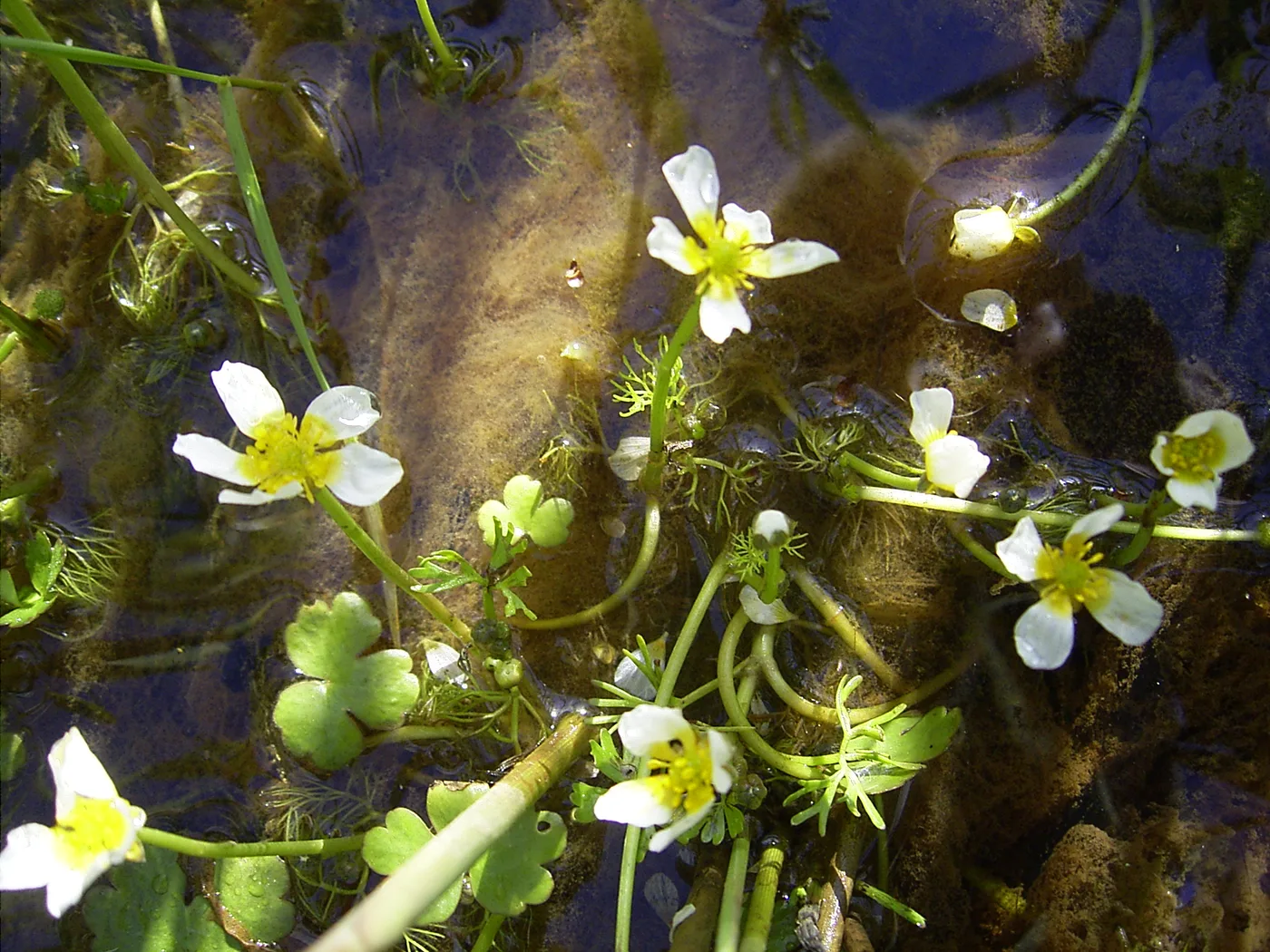 Wasserhahnenfuß