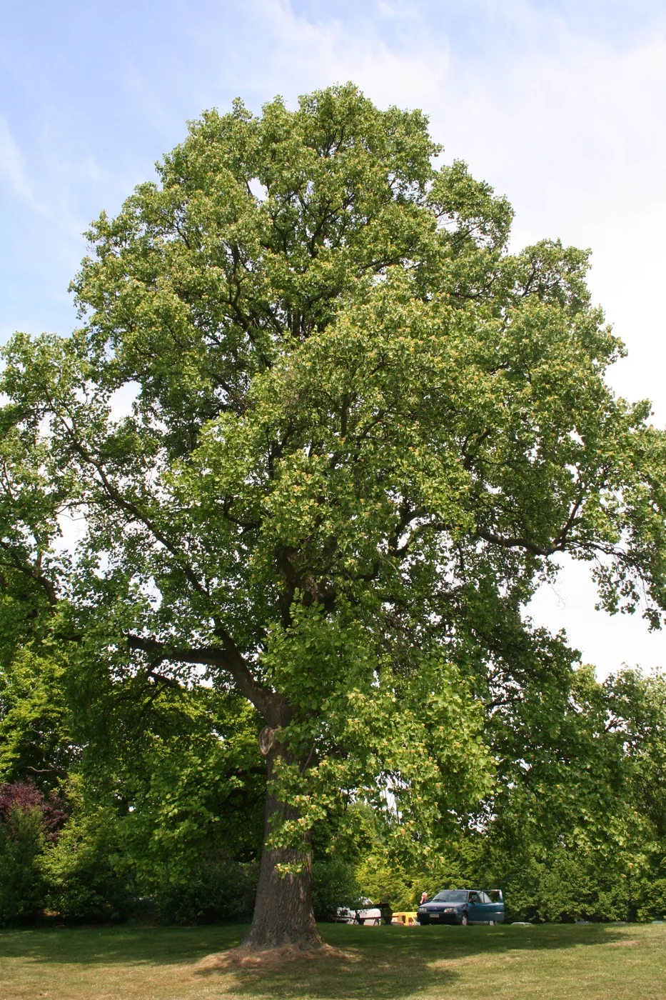 Tulpenbaum