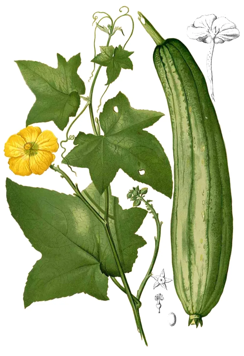 Schwammgurke