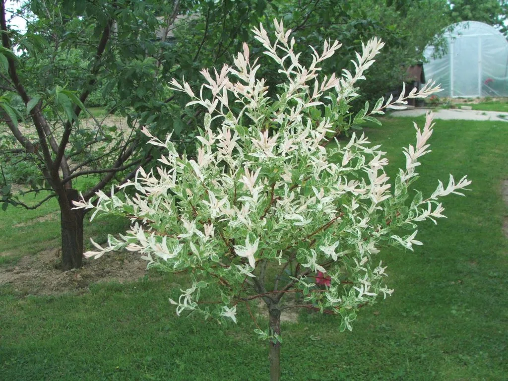 Harlekinweide
