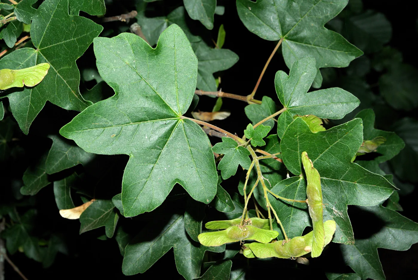 Feldahorn