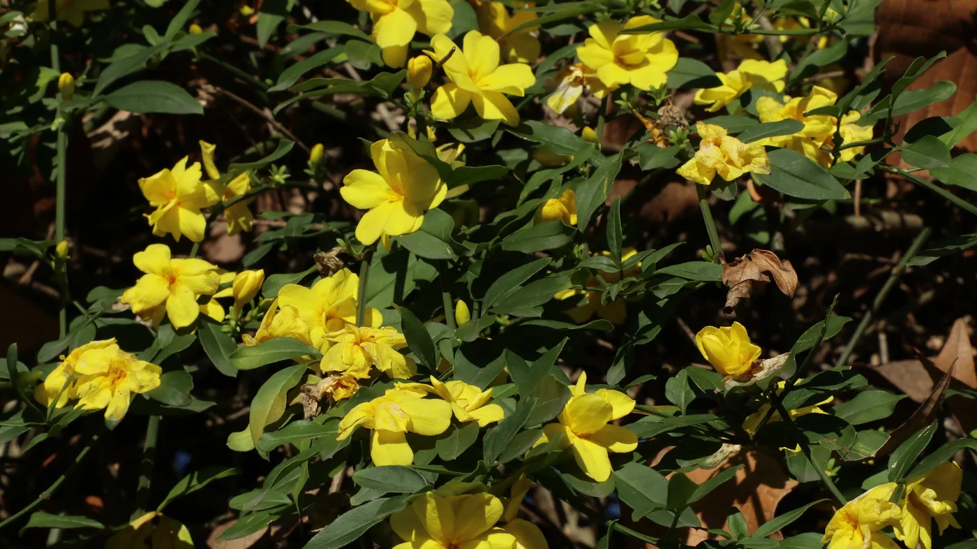 Winterjasmin