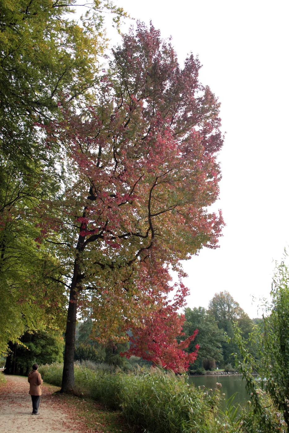 Amberbaum