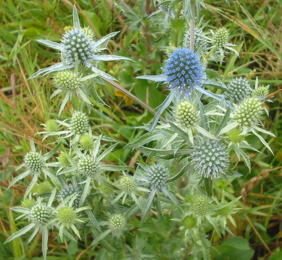 Flachblatt-Mannstreu