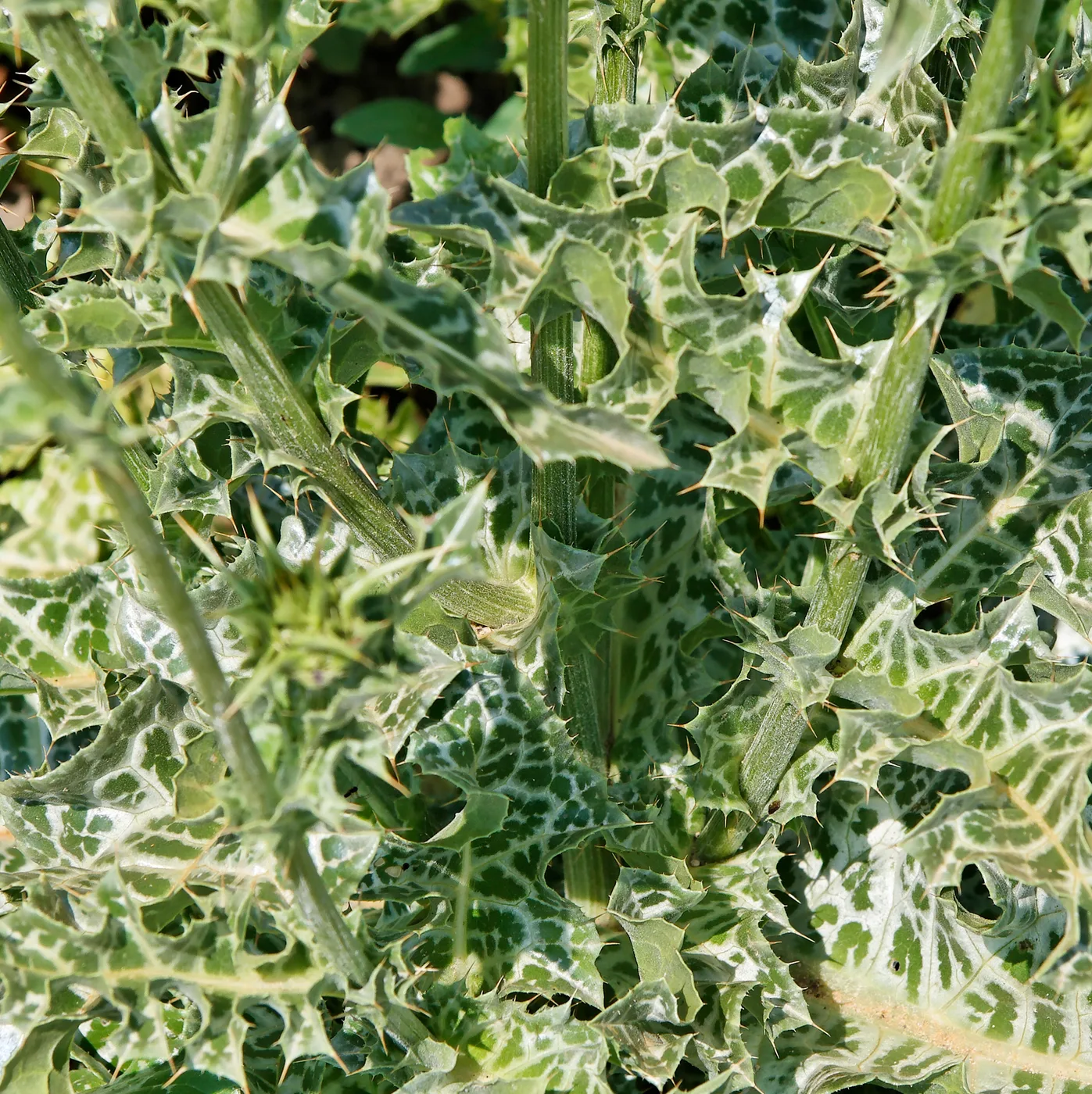 Mariendistel