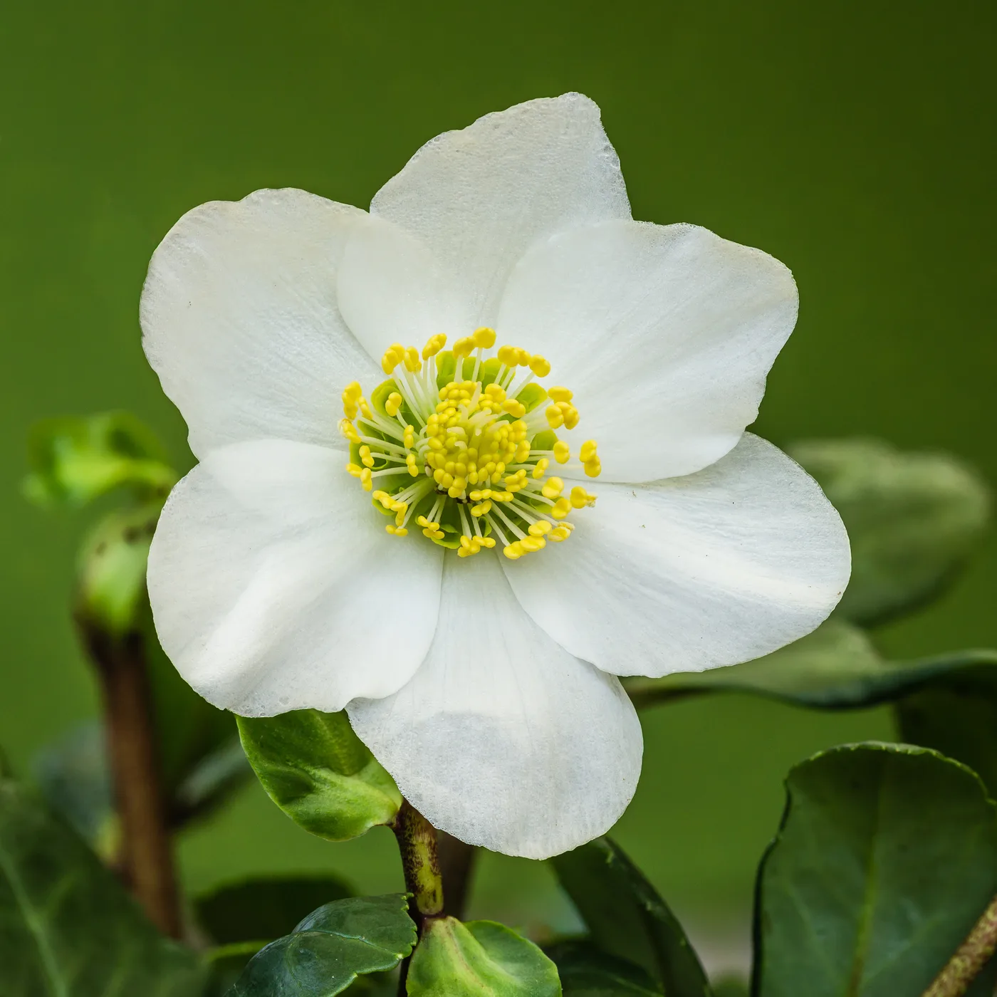 Christrose