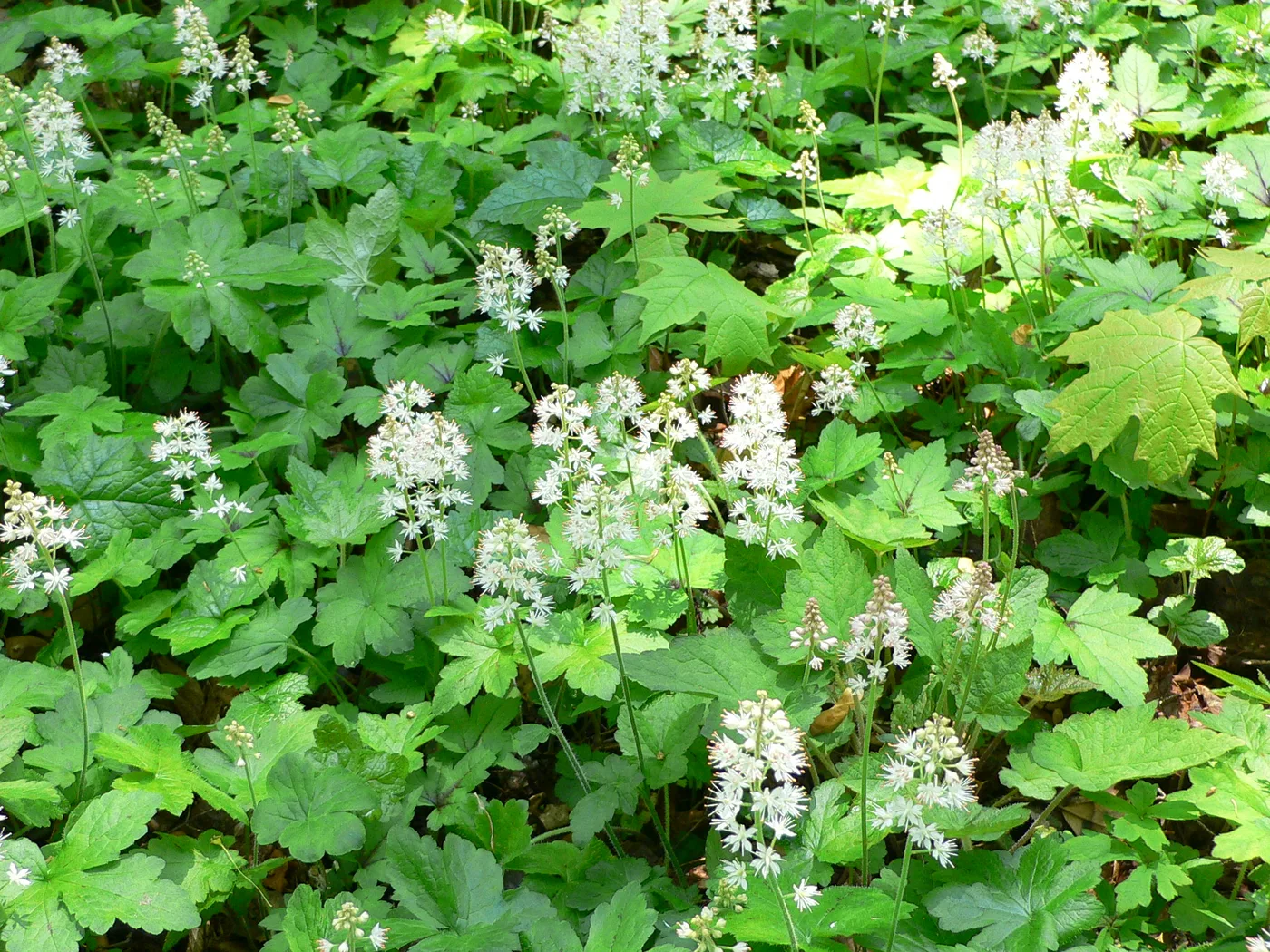 Schaumblüte