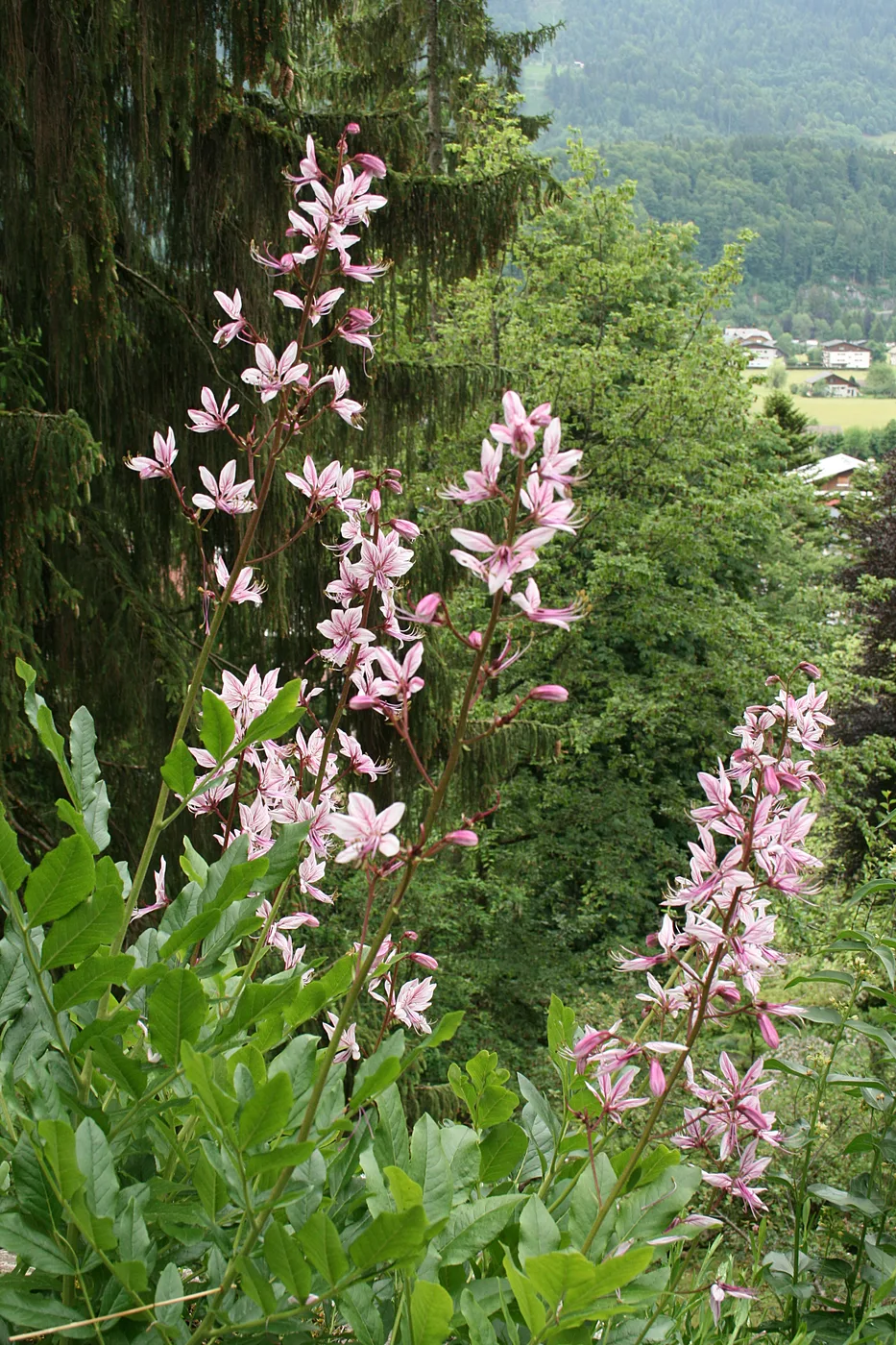 Diptam
