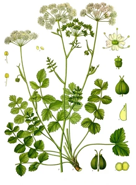 Kleine Bibernelle