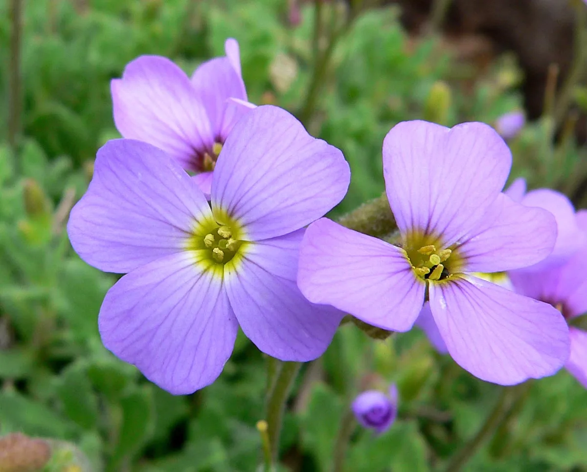 Blaukissen