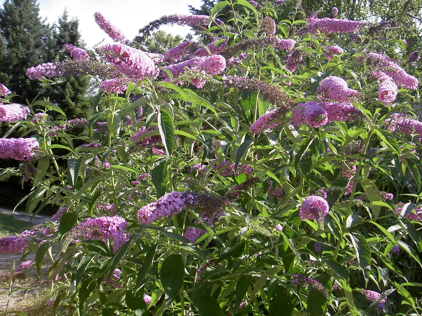 Sommerflieder