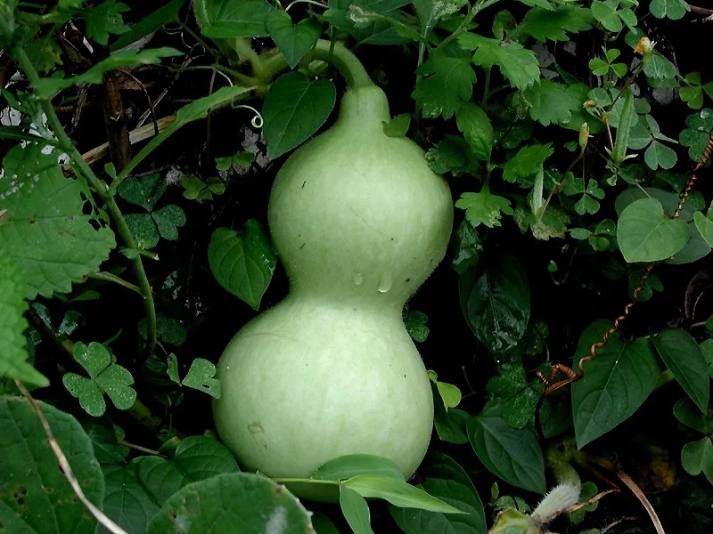 Flaschenkürbis