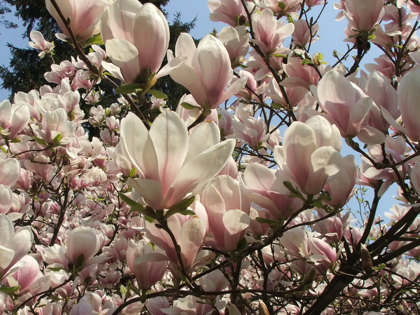 Tulpen-Magnolie