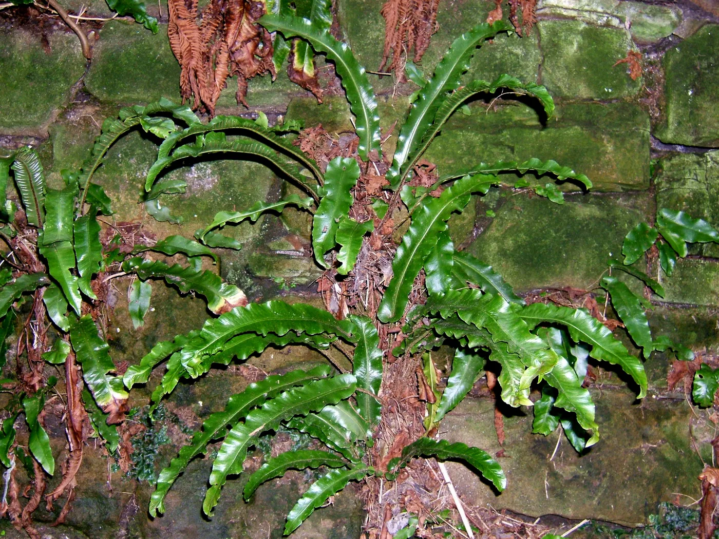 Hirschzunge