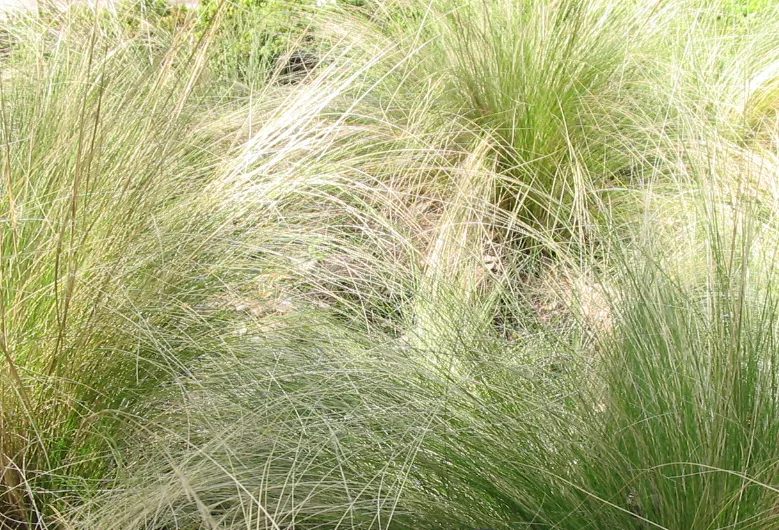 Federgras