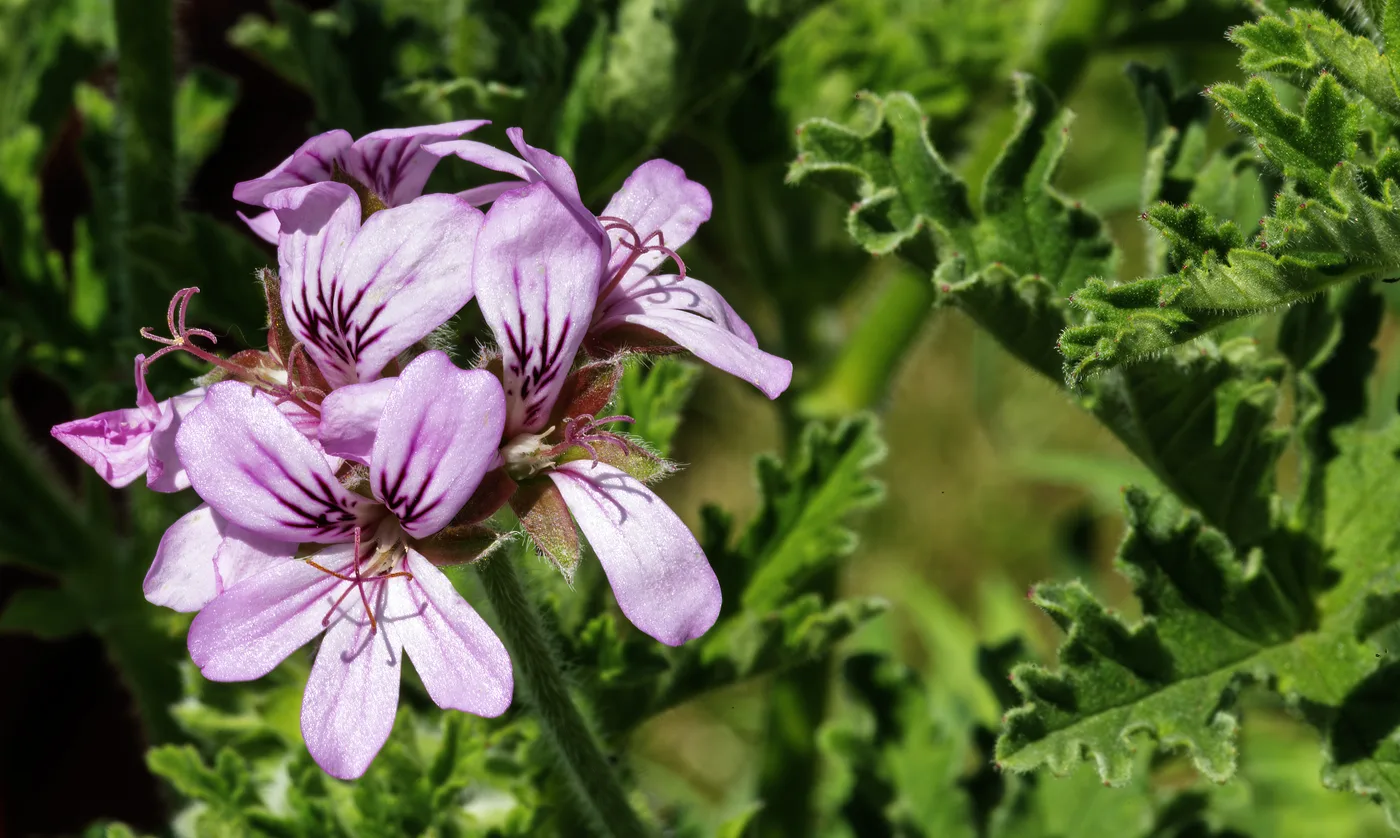 Duftpelargonie
