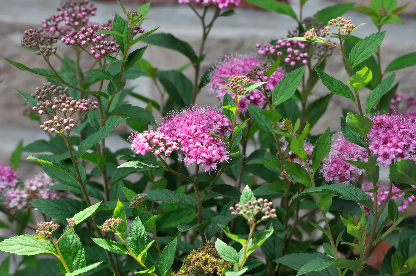 Sommerspiere