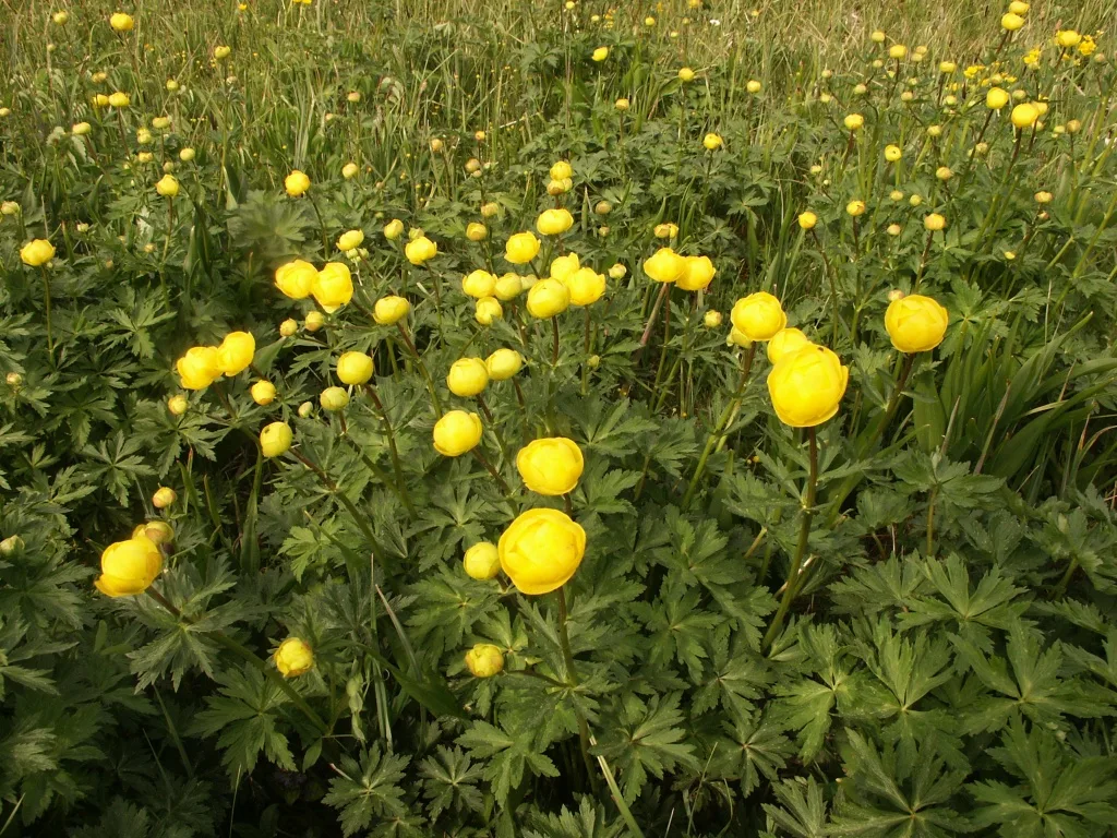 Trollblume