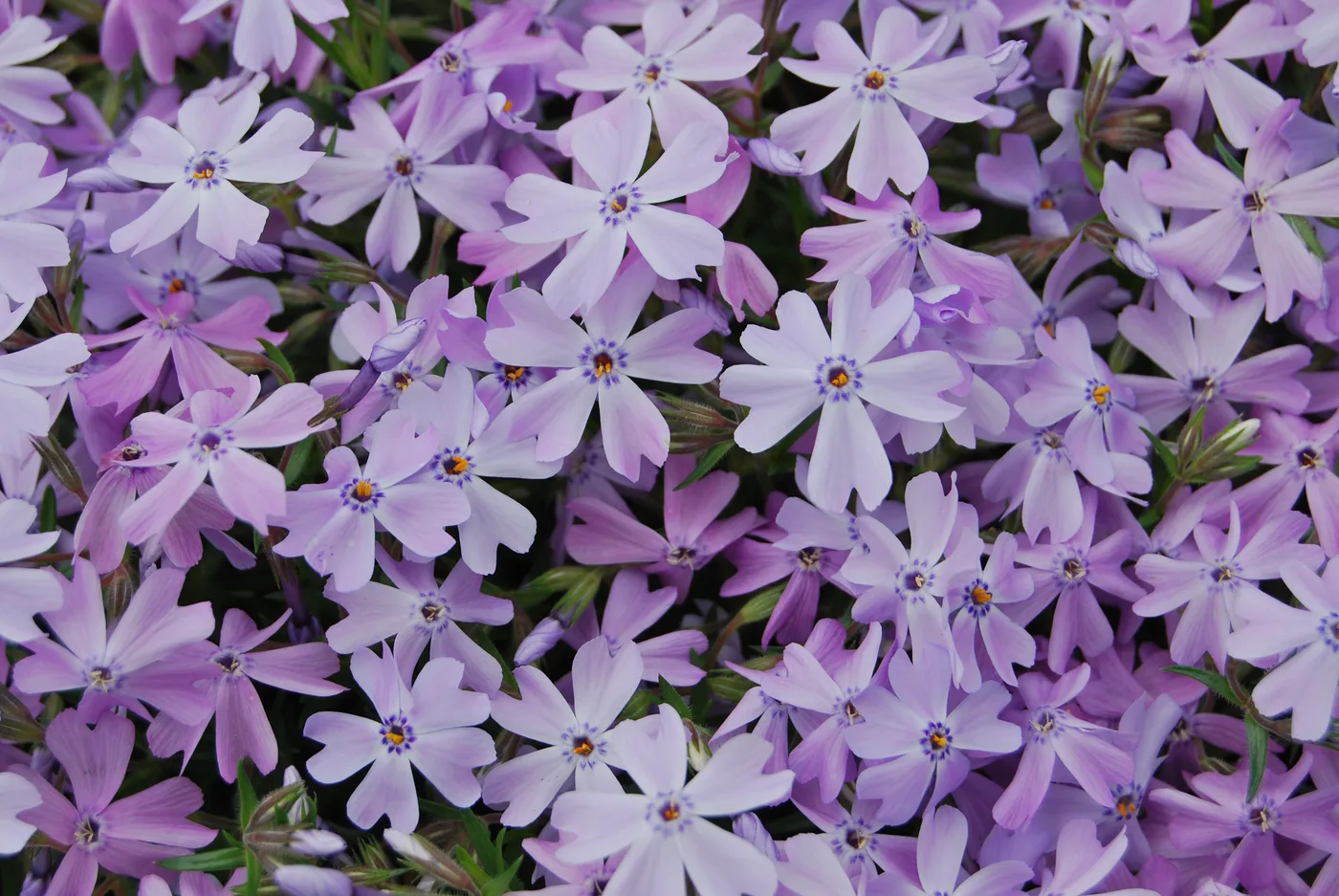 Teppichphlox
