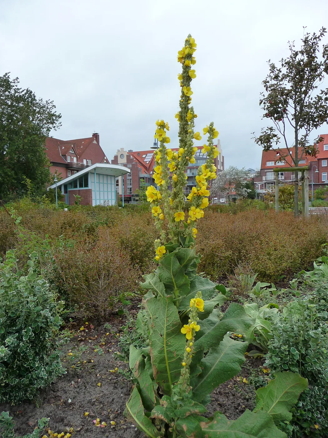 Königskerze