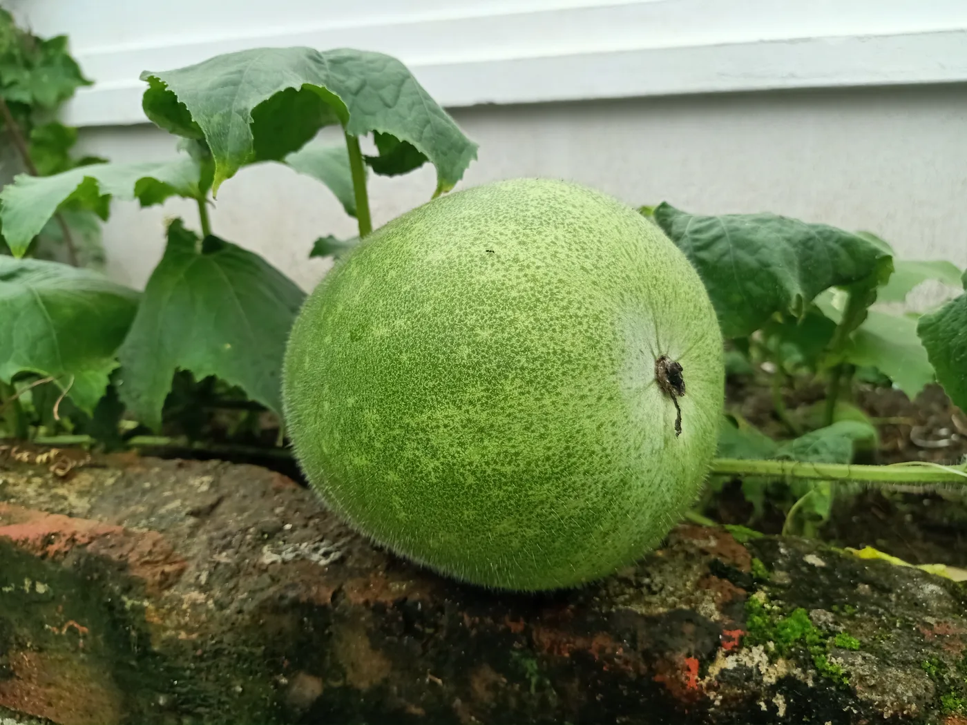 Wachskürbis