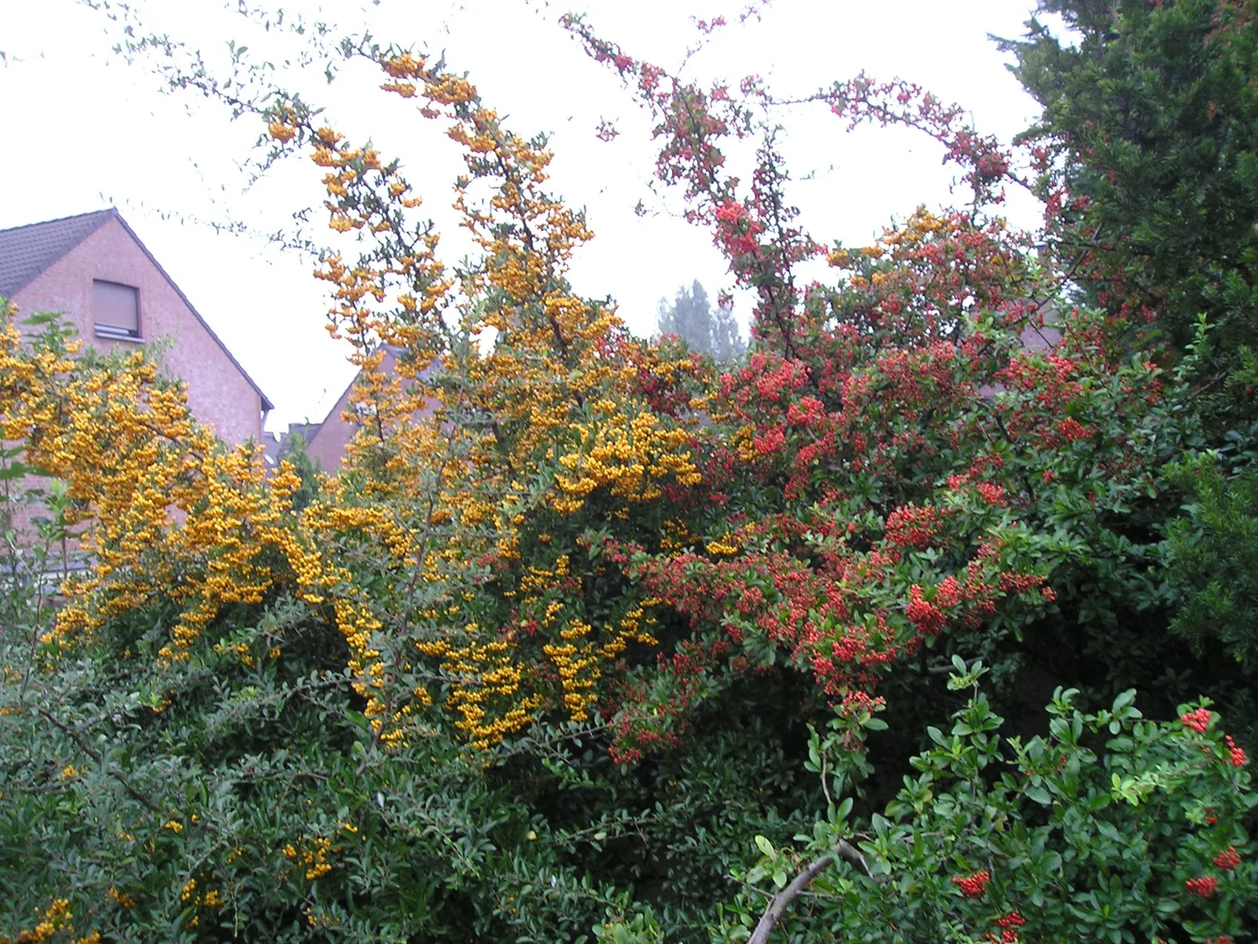 Feuerdorn