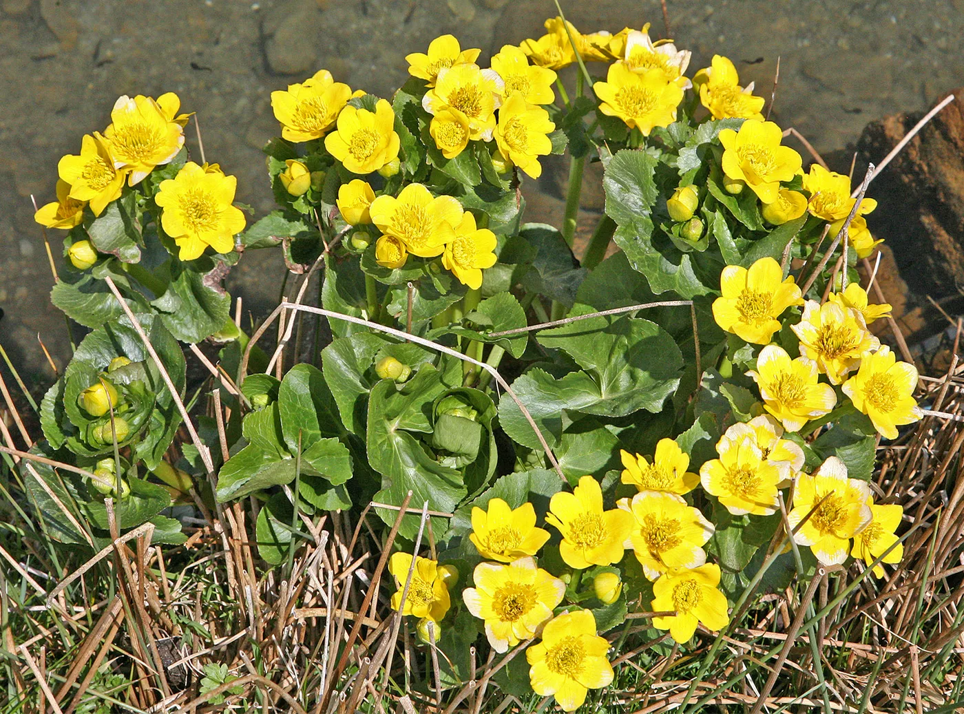Sumpfdotterblume