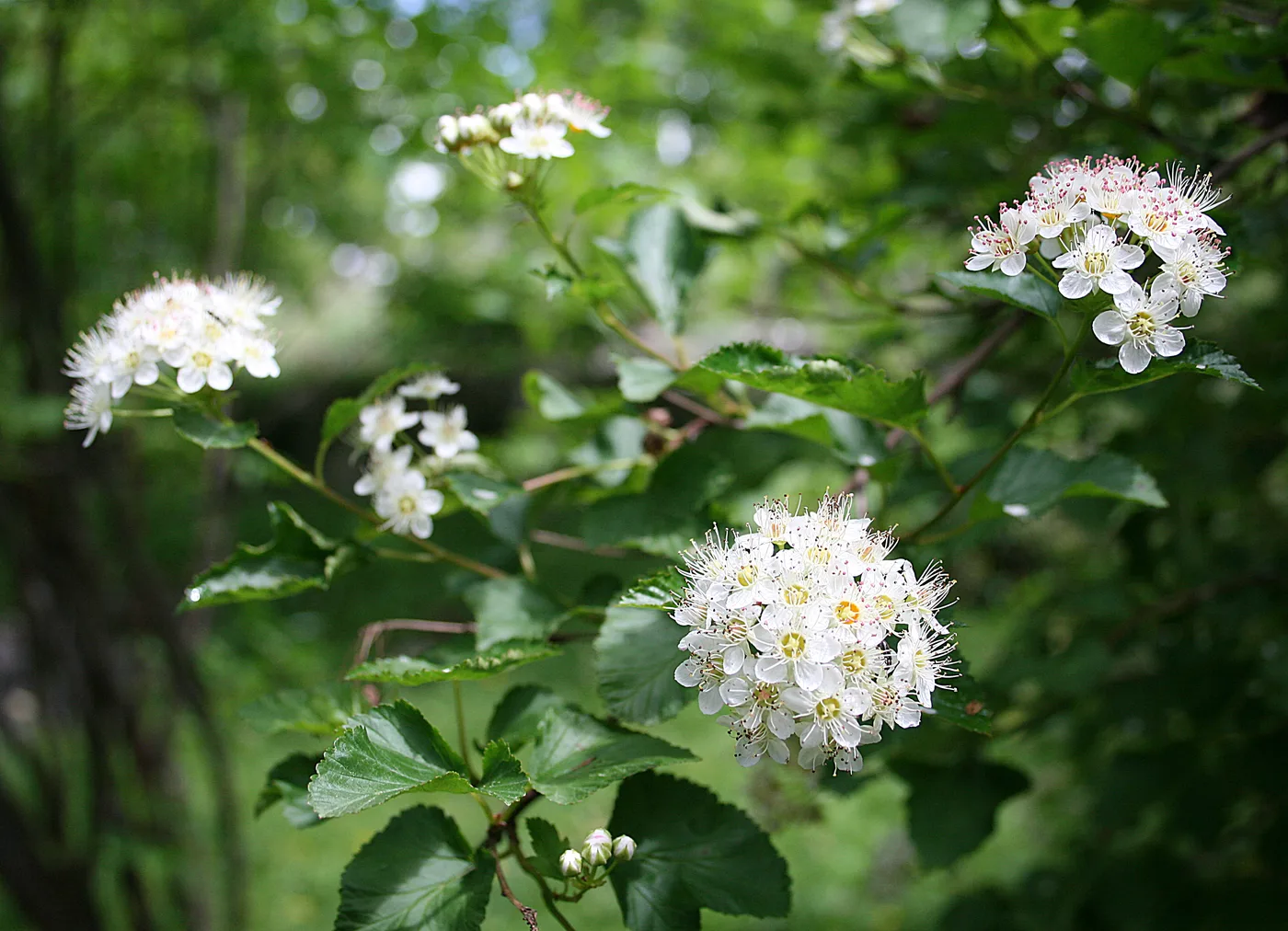 Blasenspiere