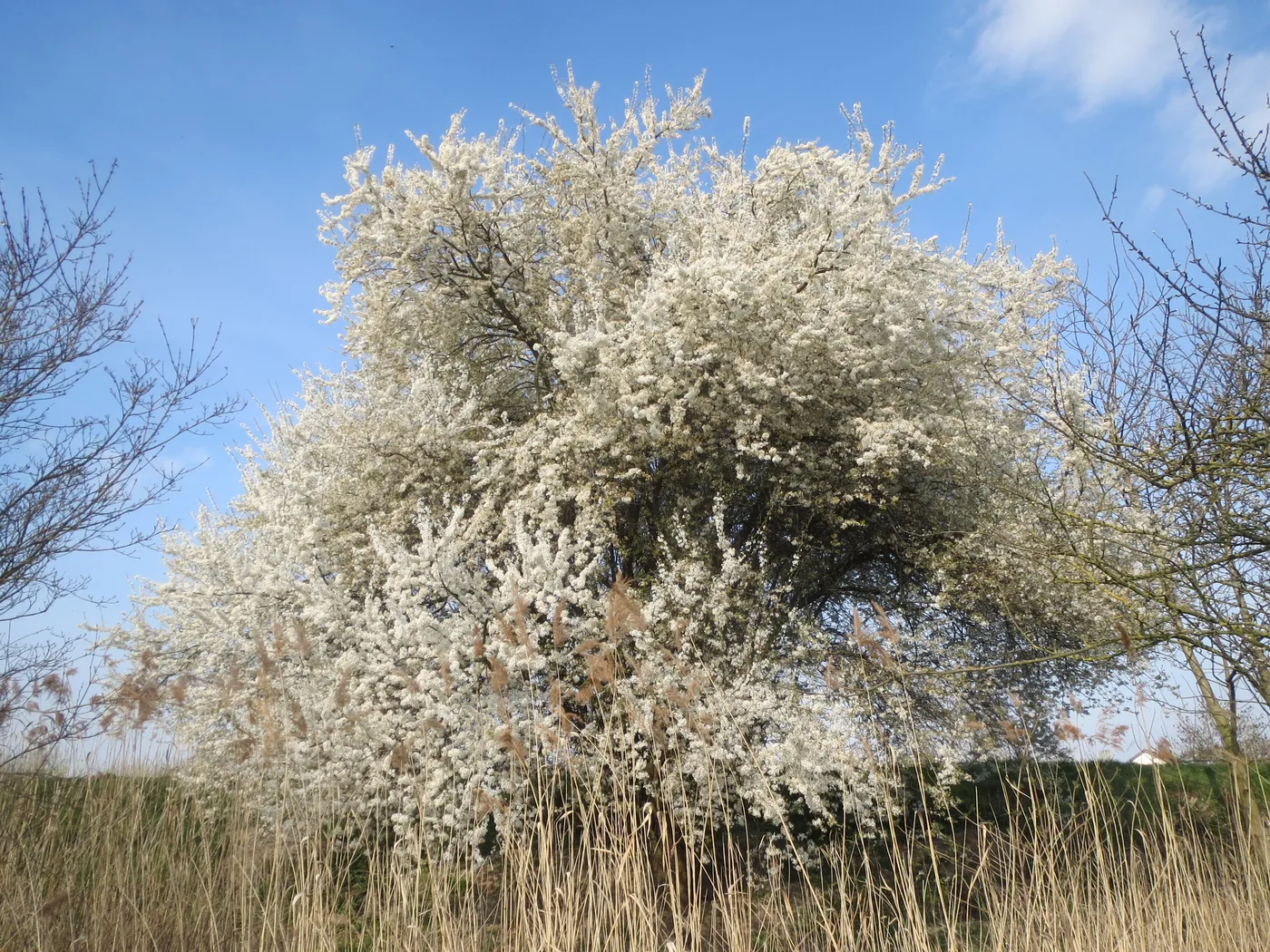 Blutpflaume
