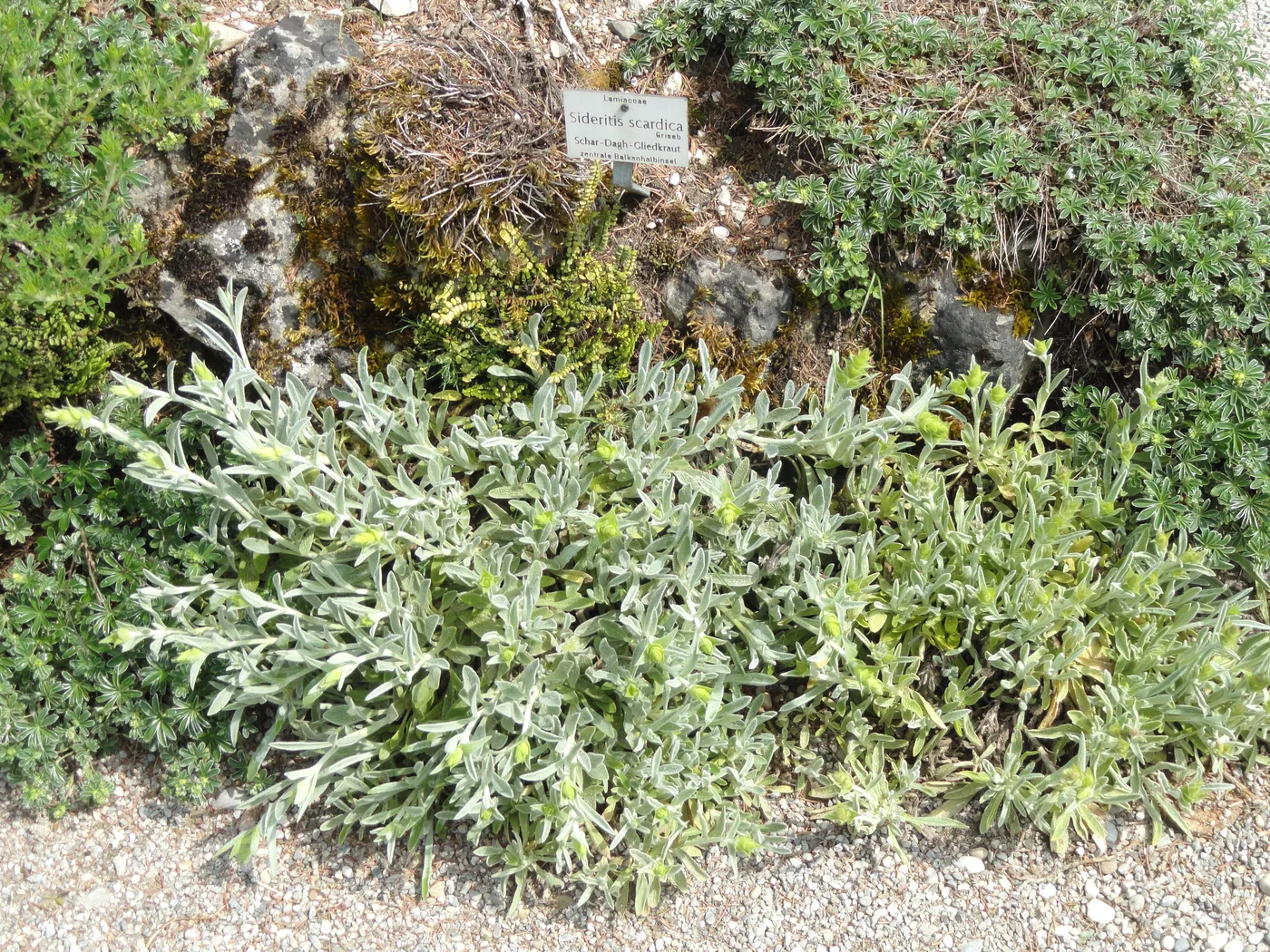Griechischer Bergtee