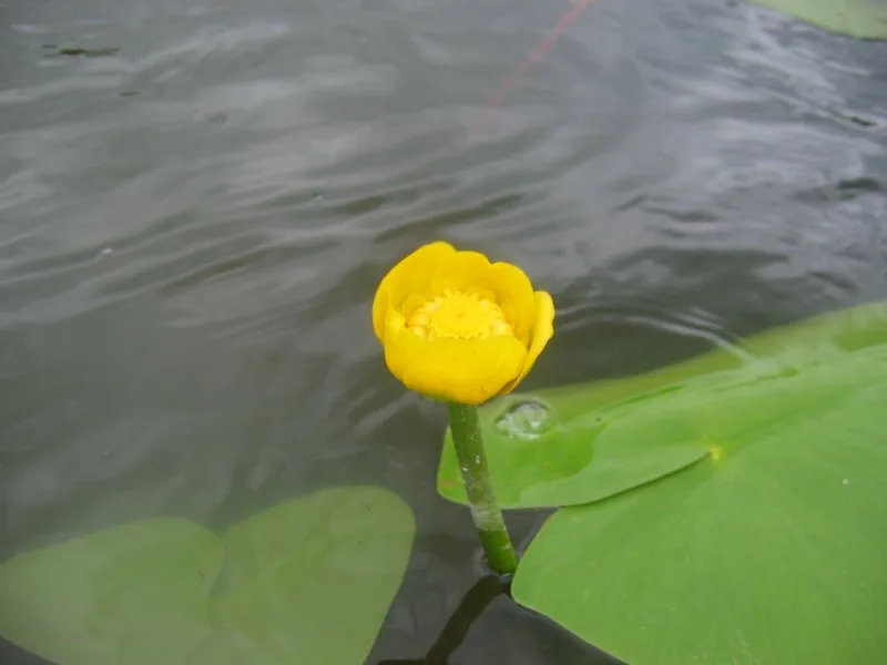 Teichrose