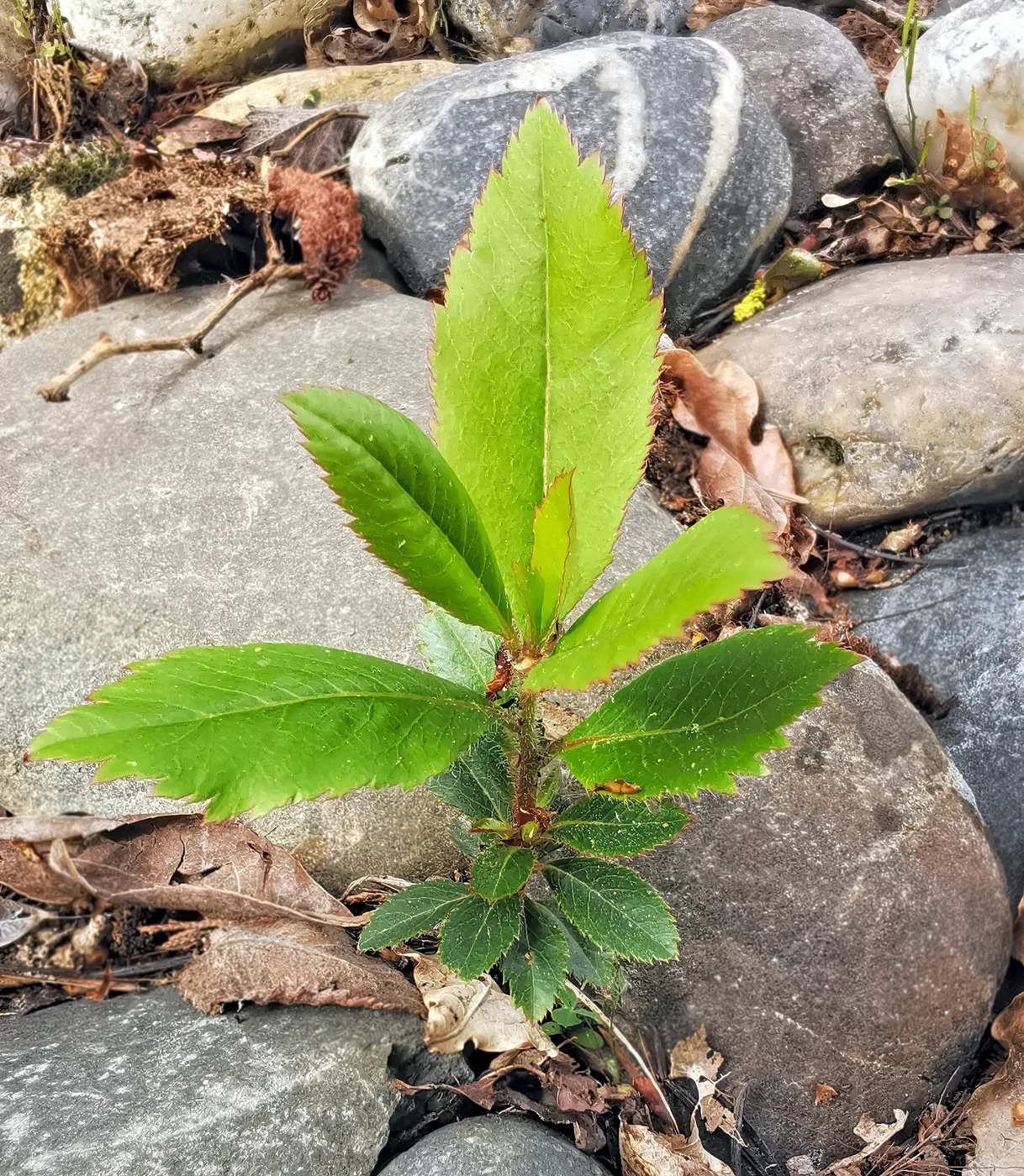 Erdbeerbaum